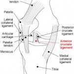 knee_illustration_niams